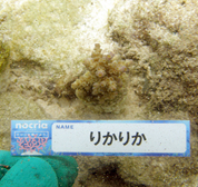 移植サンゴの写真