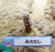 移植サンゴの写真