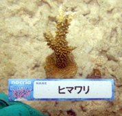 移植サンゴの写真