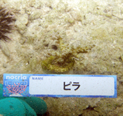 移植サンゴの写真