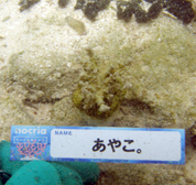 移植サンゴの写真