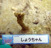 移植サンゴの写真