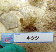 移植サンゴの写真