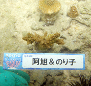 移植サンゴの写真