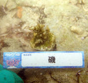 移植サンゴの写真