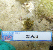 移植サンゴの写真