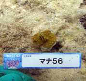 移植サンゴの写真