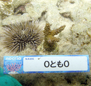 移植サンゴの写真