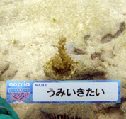 移植サンゴの写真