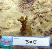 移植サンゴの写真