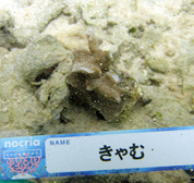 移植サンゴの写真