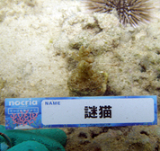 移植サンゴの写真