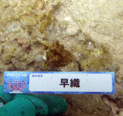 移植サンゴの写真