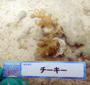 移植サンゴの写真