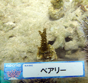 移植サンゴの写真