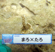 移植サンゴの写真