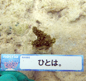 移植サンゴの写真