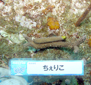 移植サンゴの写真