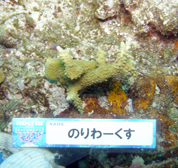 移植サンゴの写真