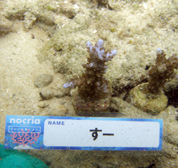 移植サンゴの写真