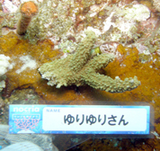 移植サンゴの写真