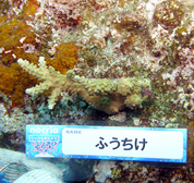 移植サンゴの写真