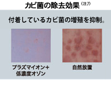 カビ菌の除去効果(注7)