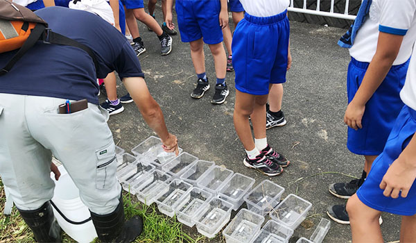 Release of Tanakia lanceolata