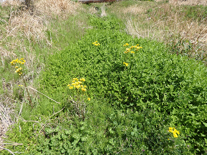 小川 セリ除去前