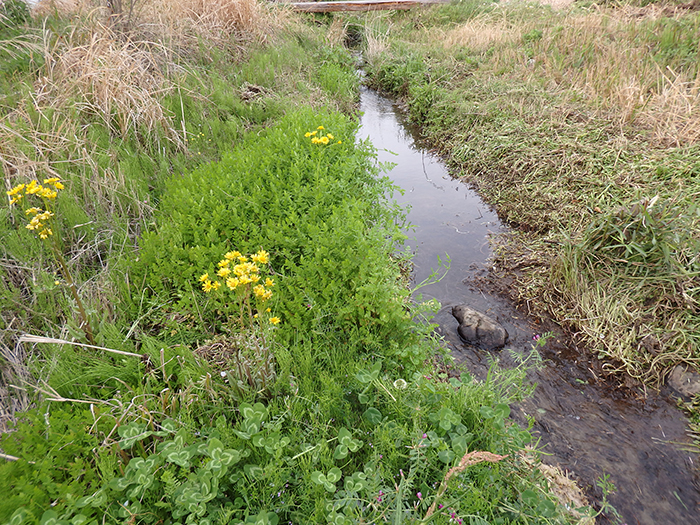 小川 セリ除去後