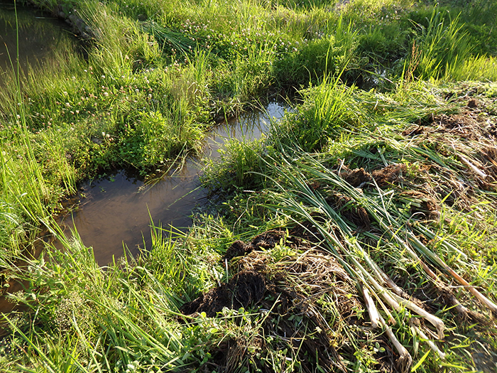 小川 ガマ除去後