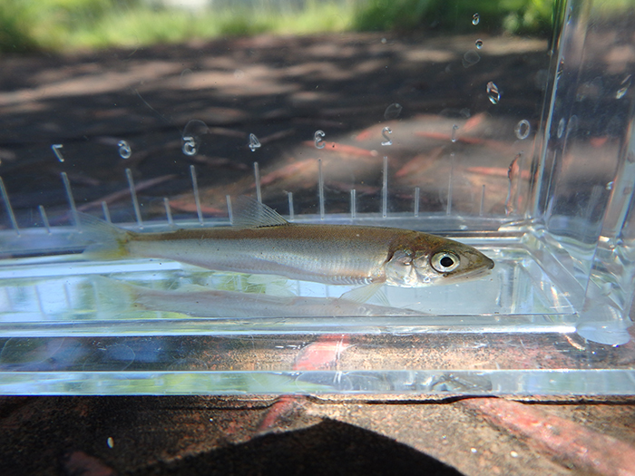 元の河川に放流したアユの稚魚