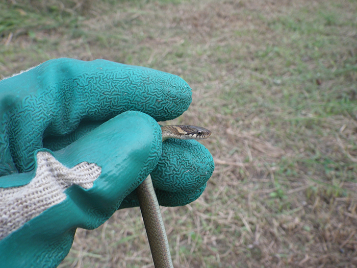 捕獲したヒバカリ