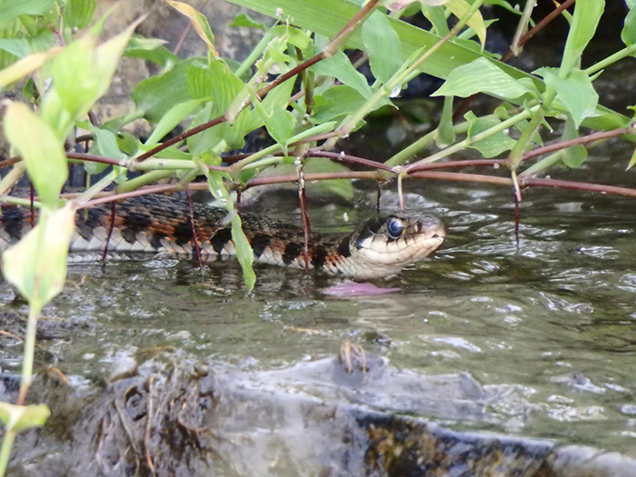 発見したヤマカガシ