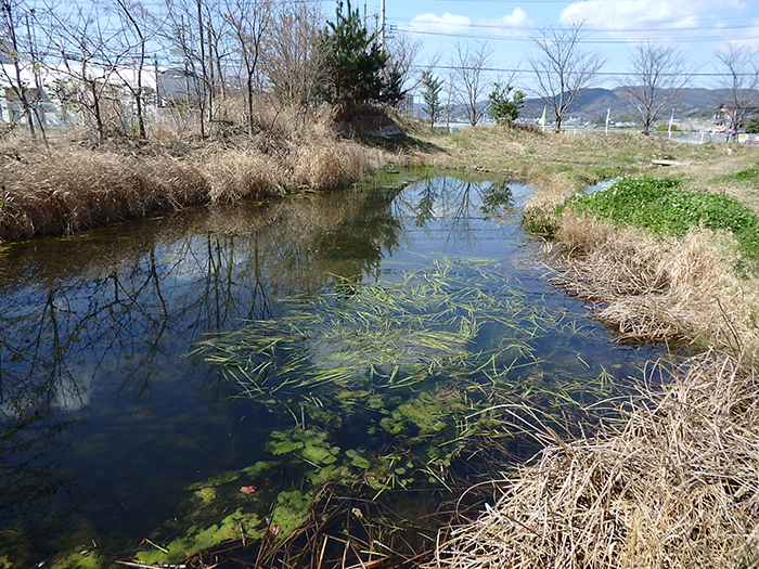 フトイ・ヤマトミクリ　除去前