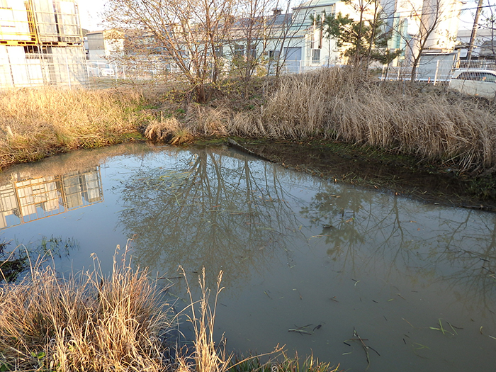 フトイ・ヤマトミクリ　除去後