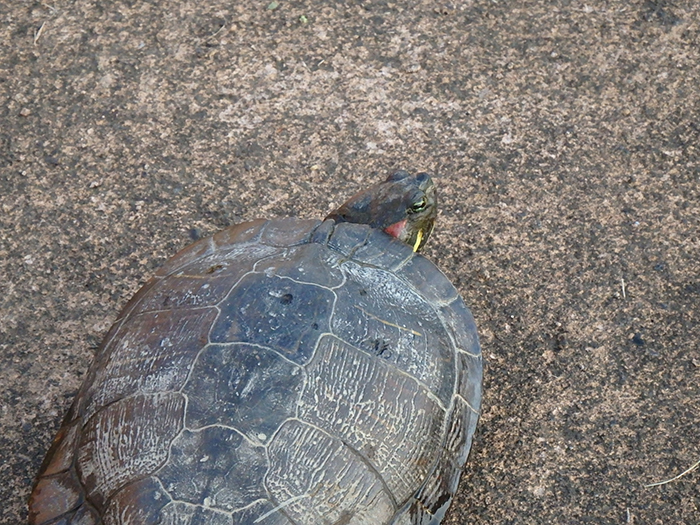 捕獲したミシシッピアカミミガメ