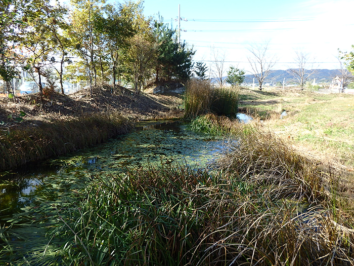 ヤマトミクリ・カンガレイ　除去前