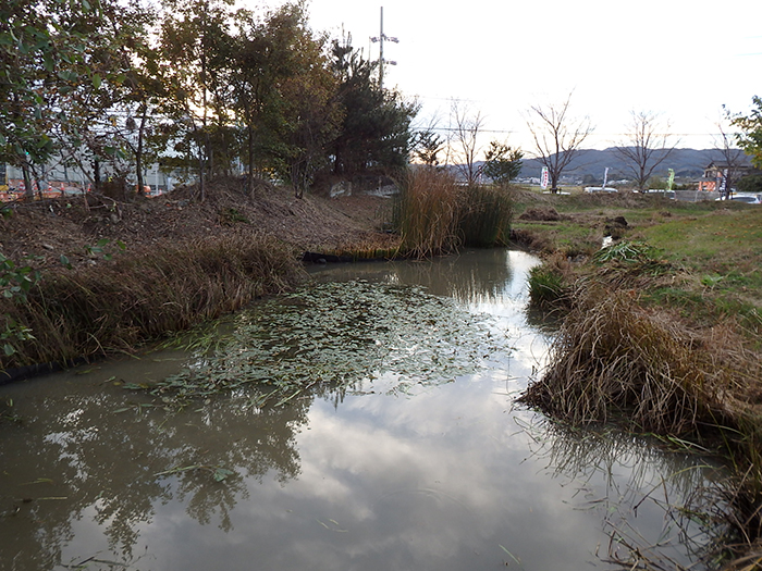 ヤマトミクリ・カンガレイ　除去後