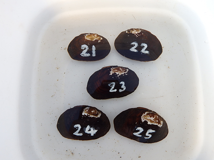 採集したマツカサガイ