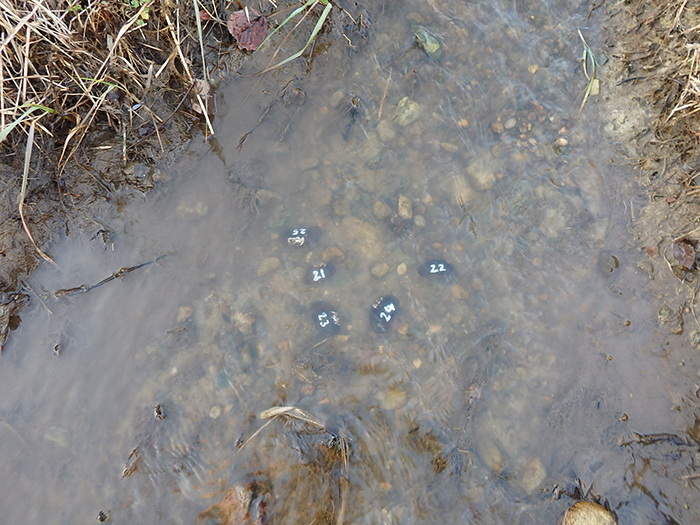 マツカサガイの放流