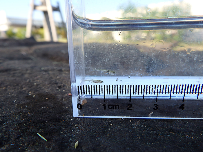 ヤリタナゴの稚魚