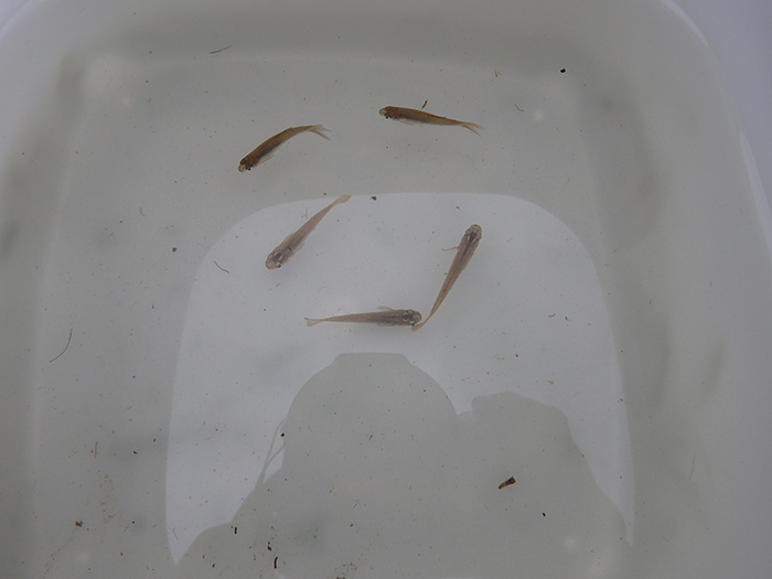 採集したヤリタナゴ当歳魚とミナミメダカ