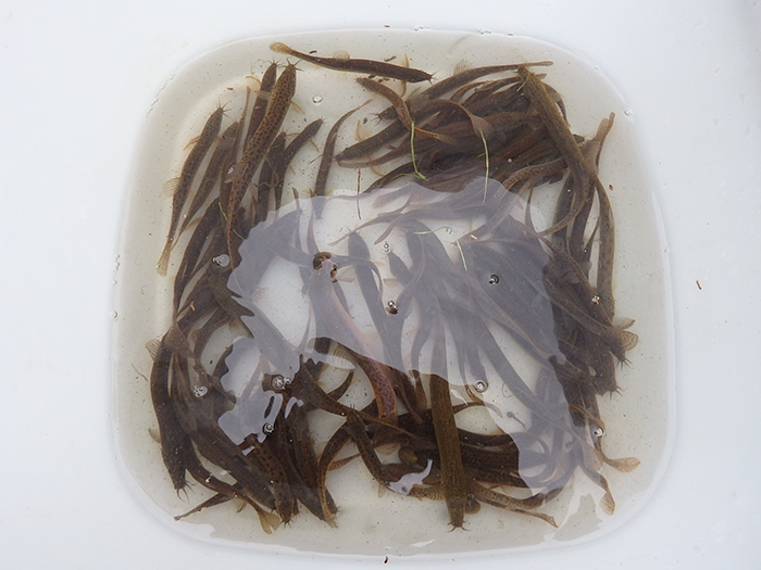 採集したドジョウ