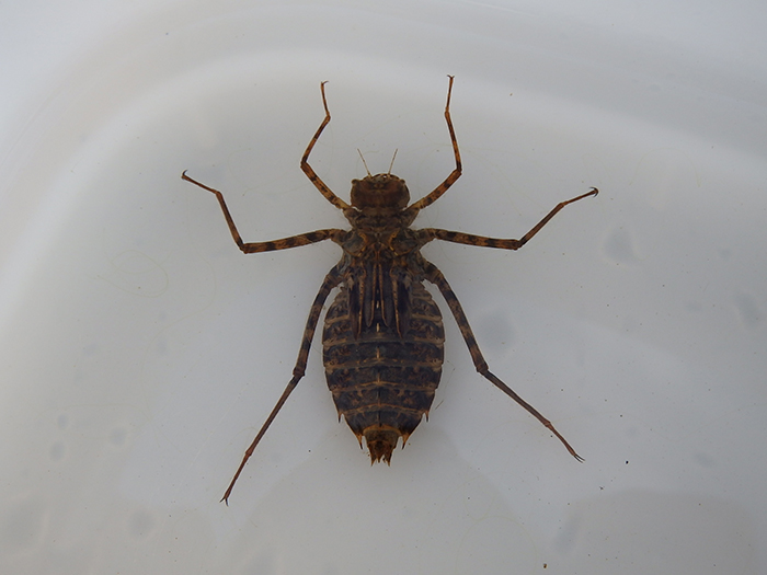 無人撮影装置で撮影されたタヌキ