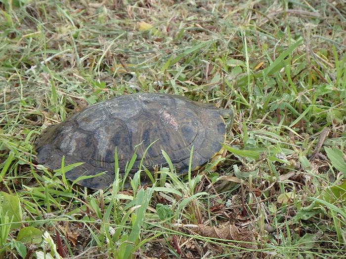 捕獲したミシシッピアカミミガメ