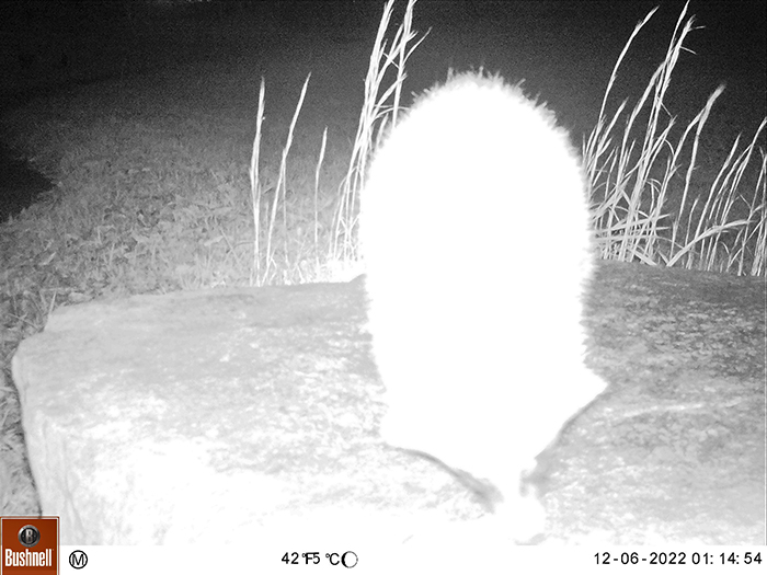 無人撮影装置で撮影されたタヌキ