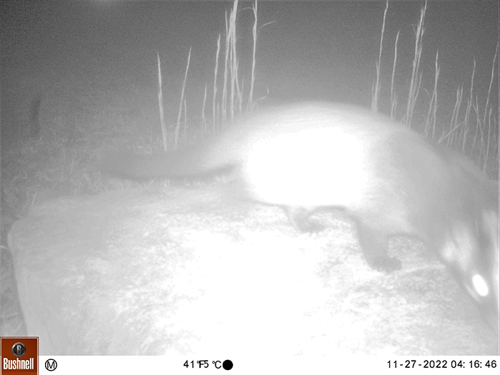 無人撮影装置で撮影されたハクビシン