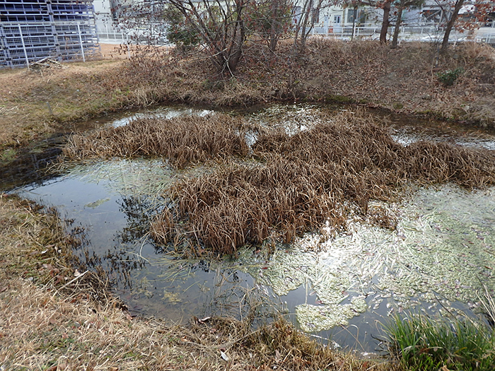 ヤマトミクリ抜き取り作業前