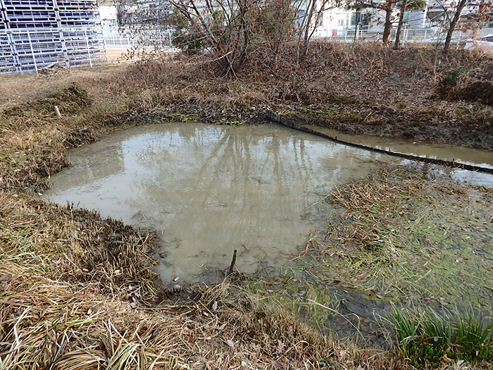 ヤマトミクリ抜き取り作業後